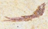 Multiple Knightia Fossil Fish - Wyoming #60793-3